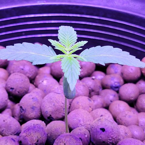 RoMelly growlog timeline photo
