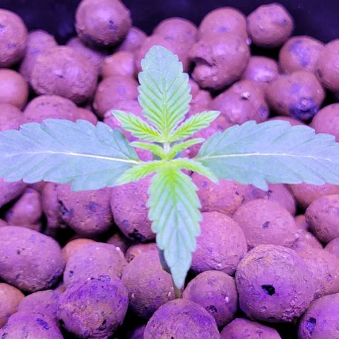 RoMelly growlog timeline photo