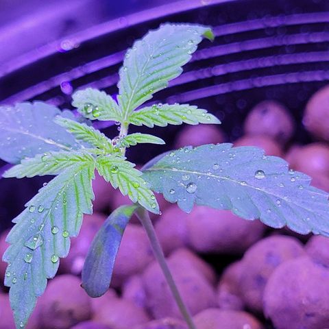 RoMelly growlog timeline photo