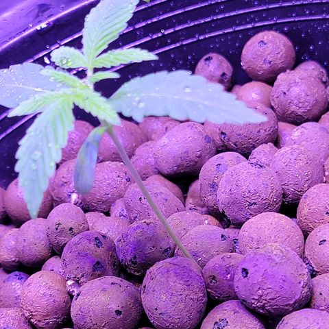RoMelly growlog timeline photo