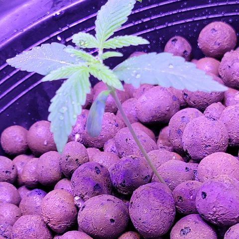 RoMelly growlog timeline photo