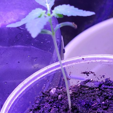 RoMelly growlog timeline photo