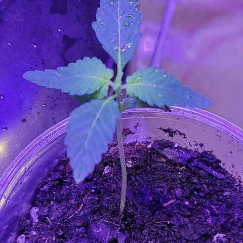 RoMelly growlog timeline photo