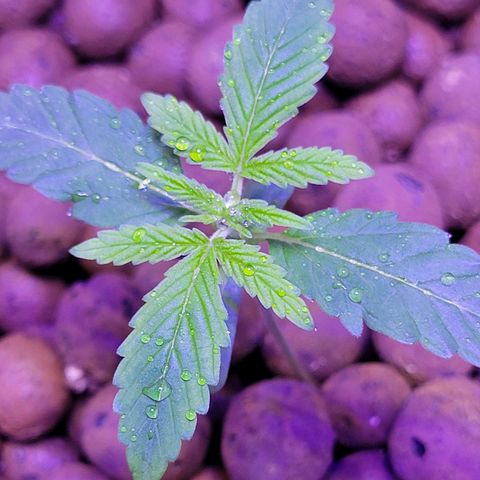 RoMelly growlog timeline photo