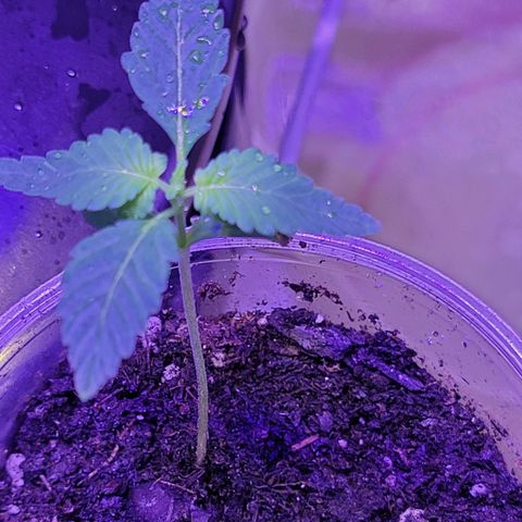 RoMelly growlog timeline photo