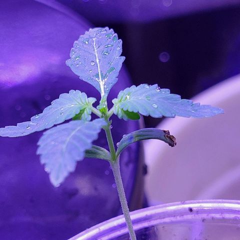 RoMelly growlog timeline photo