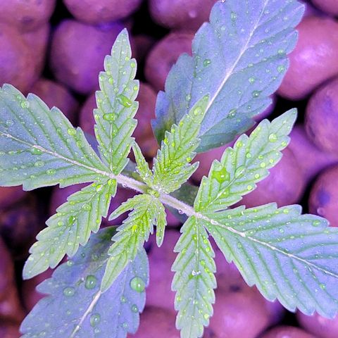RoMelly growlog timeline photo