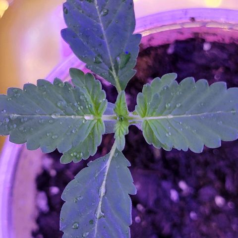 RoMelly growlog timeline photo