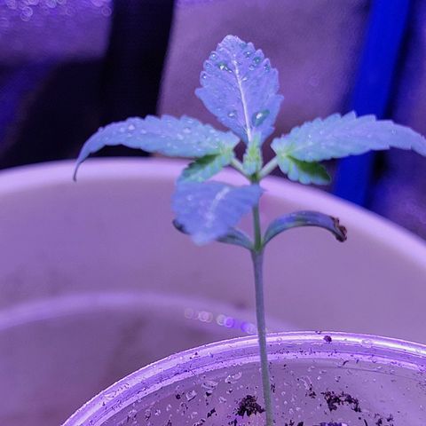 RoMelly growlog timeline photo