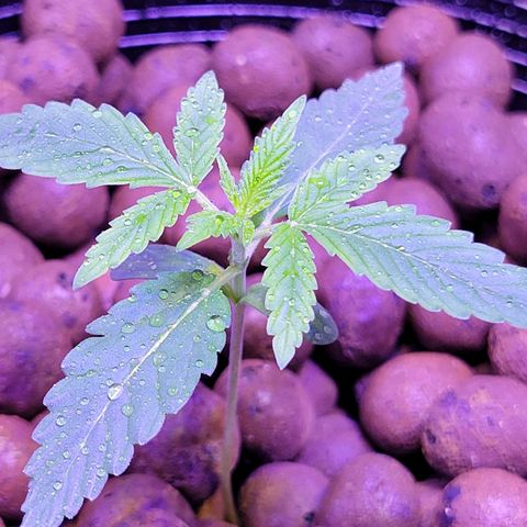 RoMelly growlog timeline photo