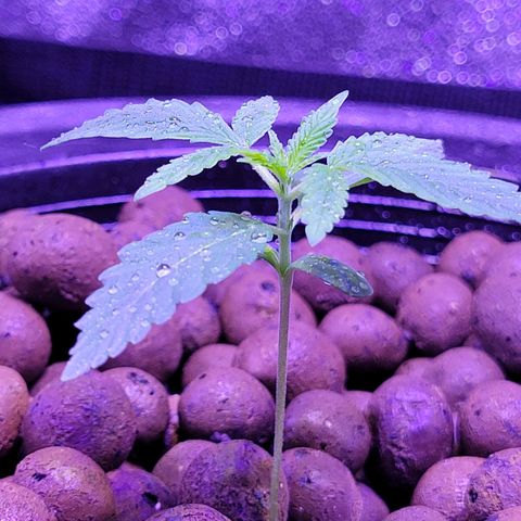 RoMelly growlog timeline photo