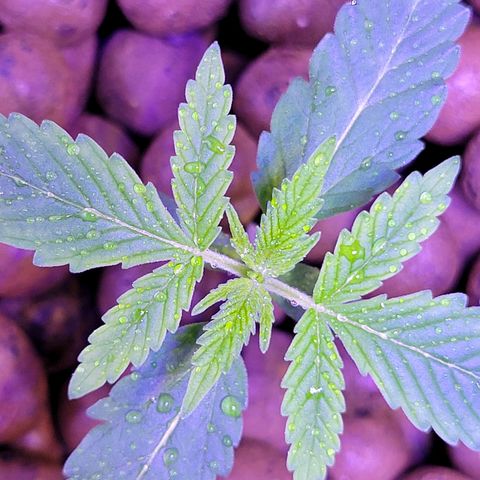 RoMelly growlog timeline photo