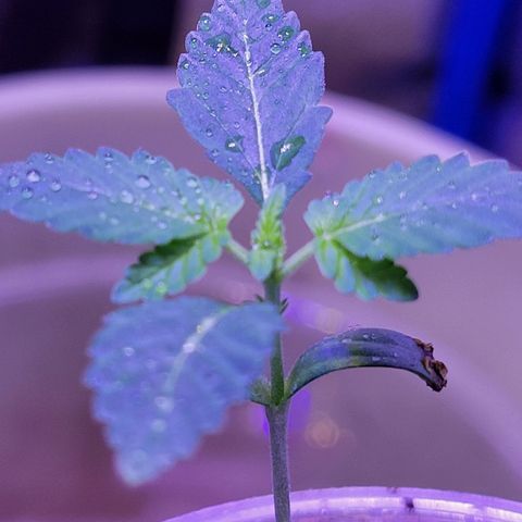 RoMelly growlog timeline photo
