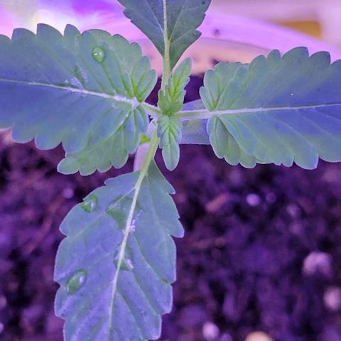 RoMelly growlog timeline photo