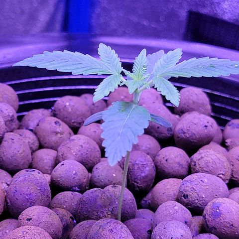 RoMelly growlog timeline photo