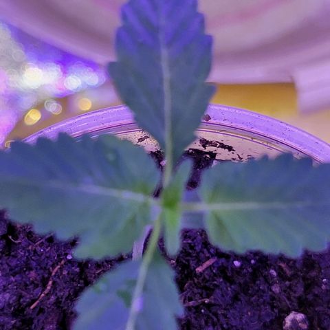 RoMelly growlog timeline photo