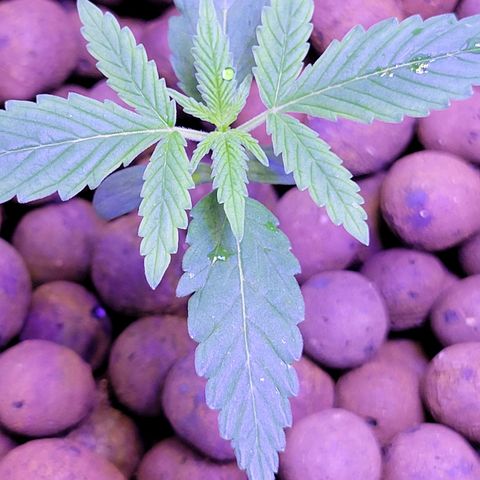 RoMelly growlog timeline photo