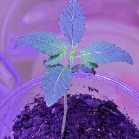 RoMelly growlog timeline photo