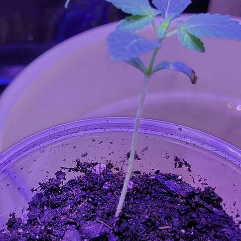 RoMelly growlog timeline photo