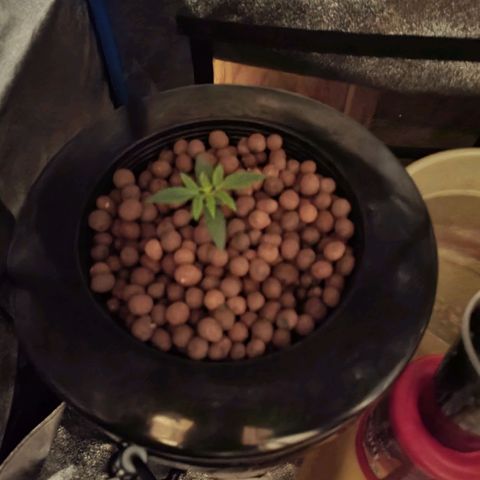 RoMelly growlog timeline photo