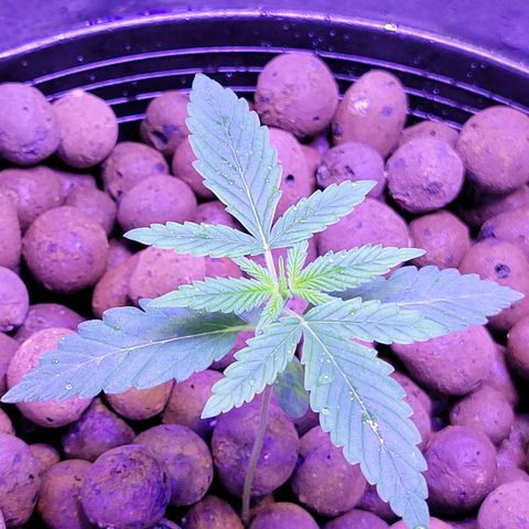 RoMelly growlog timeline photo