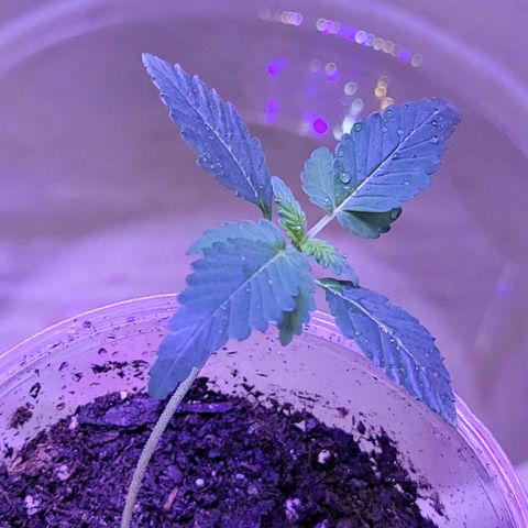 RoMelly growlog timeline photo