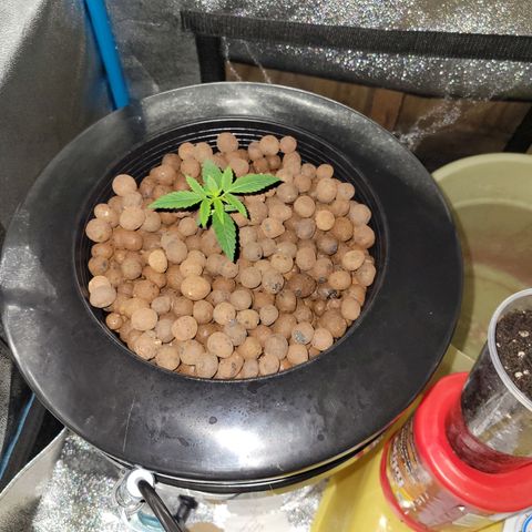 RoMelly growlog timeline photo