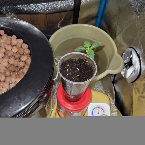 RoMelly growlog timeline photo
