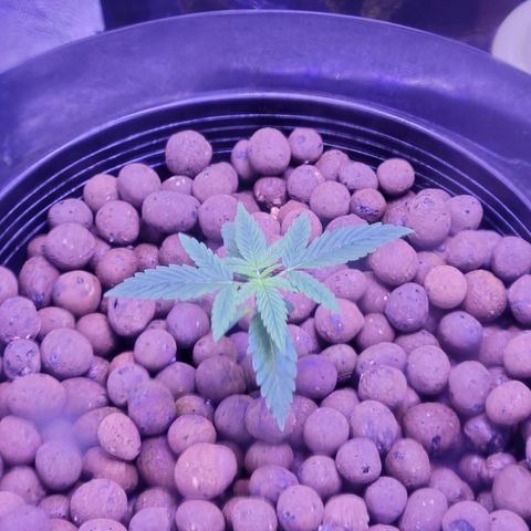 RoMelly growlog timeline photo
