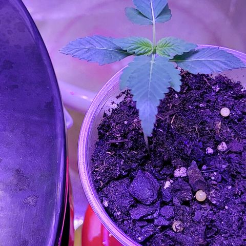RoMelly growlog timeline photo