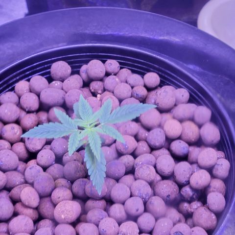 RoMelly growlog timeline photo