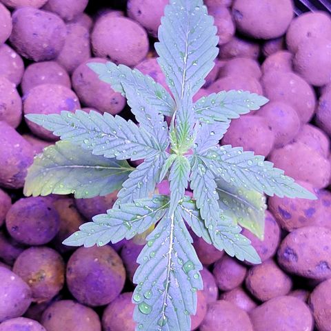 RoMelly growlog timeline photo