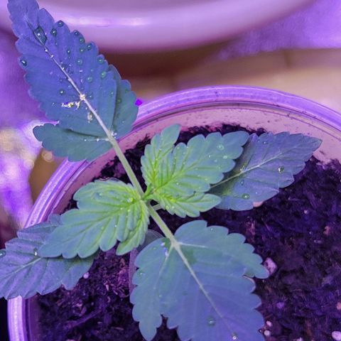 RoMelly growlog timeline photo