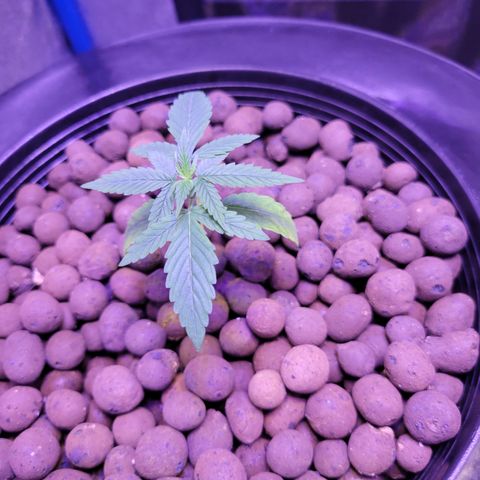 RoMelly growlog timeline photo