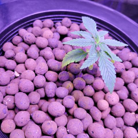 RoMelly growlog timeline photo