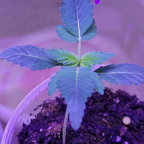 RoMelly growlog timeline photo