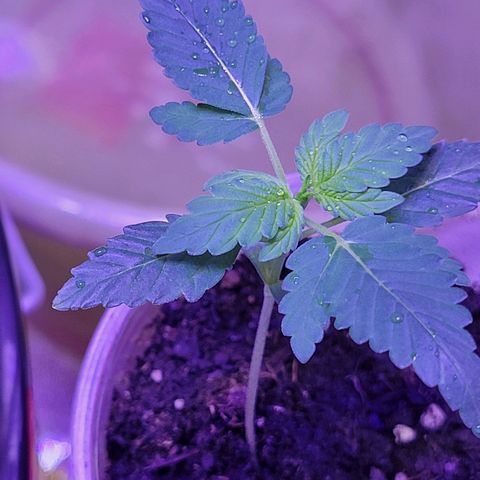 RoMelly growlog timeline photo