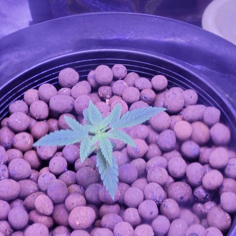 RoMelly growlog timeline photo