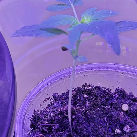 RoMelly growlog timeline photo