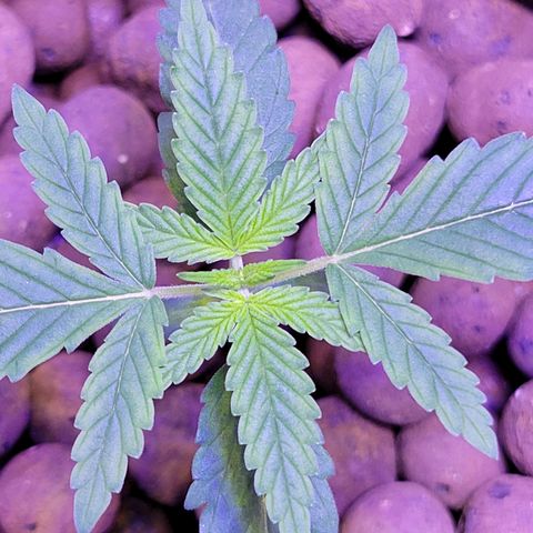 RoMelly growlog timeline photo