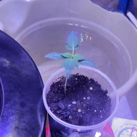 RoMelly growlog timeline photo