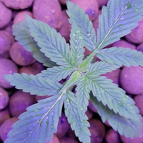 RoMelly growlog timeline photo