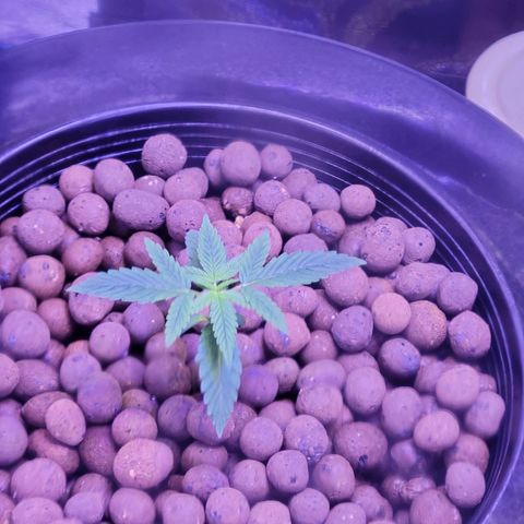 RoMelly growlog timeline photo