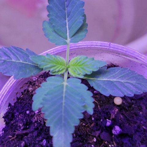 RoMelly growlog timeline photo