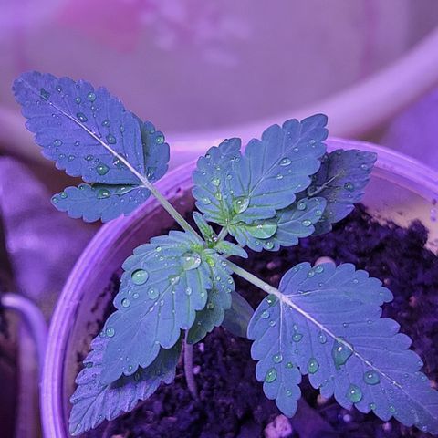 RoMelly growlog timeline photo