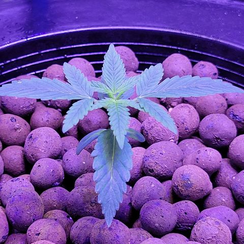 RoMelly growlog timeline photo