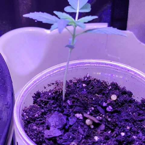 RoMelly growlog timeline photo