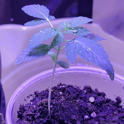 RoMelly growlog timeline photo