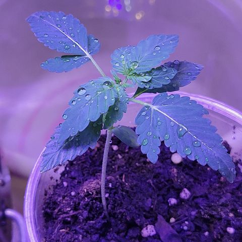 RoMelly growlog timeline photo
