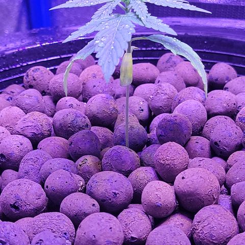 RoMelly growlog timeline photo